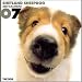   - THE DOG Artlist - 2007 Shetland Sheepdog (Sheltie) Wall Calendar