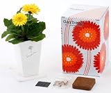 Eco-green plant Gerbera