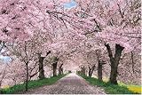 2016ピース 桜に染まる権現堂堤-埼玉 23-504