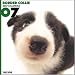  - THE DOG Artlist - 2007 Border Collie Wall Calendar