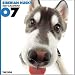   - THE DOG Artlist - 2007 Siberian Husky Wall Calendar