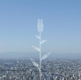 蕾 (通常盤)