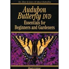 Audubon Butterfly: Essentials For Beginners & Gardeners