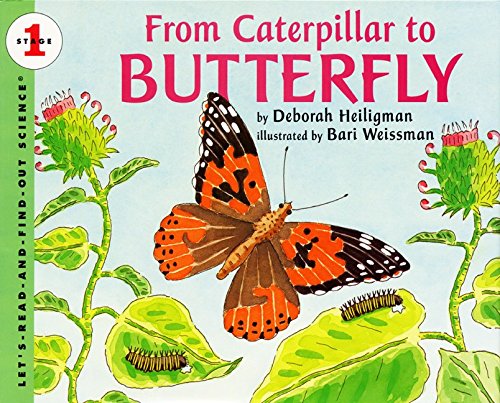 From caterpillar to butterfly Cover