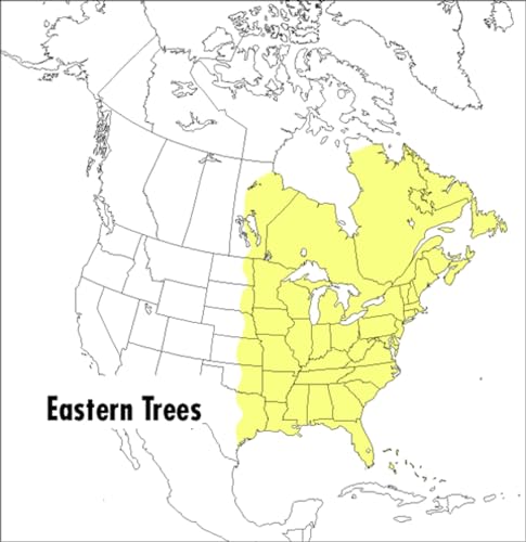 A field guide to eastern trees Cover