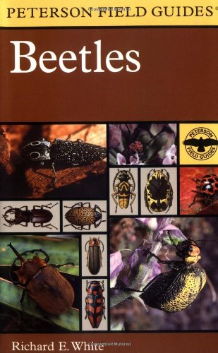 Beetles  Cover
