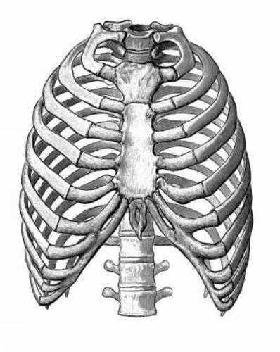 Medical and anatomical illustrations Cover