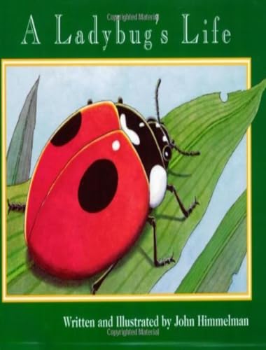 A Ladybug’s Life Cover