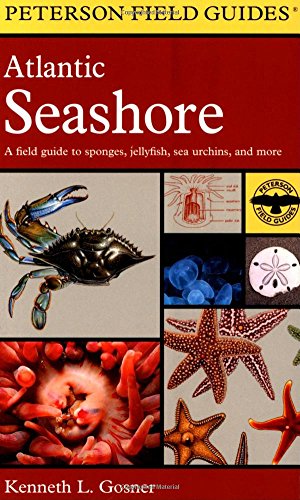 A Field Guide to the Atlantic Seashore Cover
