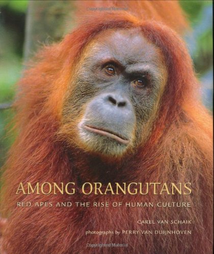 Among Orangutans Cover