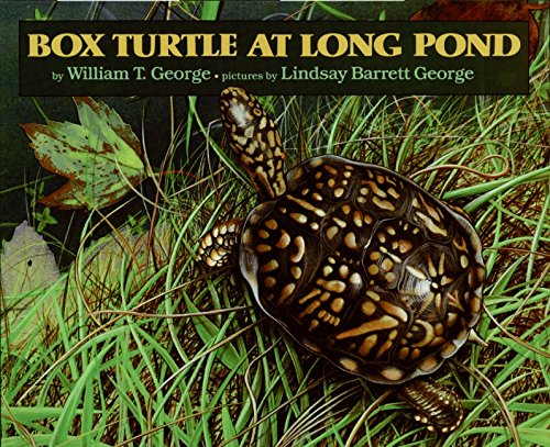 Box Turtle at Long Pond Cover
