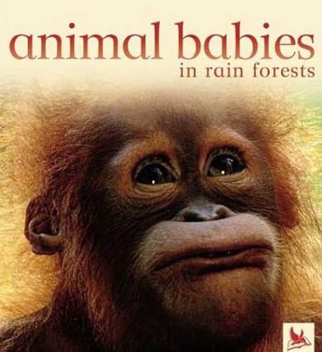 Animal Babies in  Rain Forests (Animal Babies) Cover