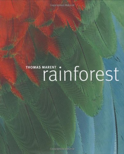 Rainforest Cover