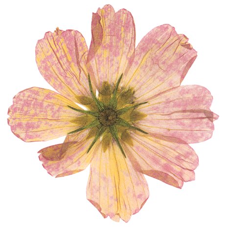 The Afterlife of Flowers Cover