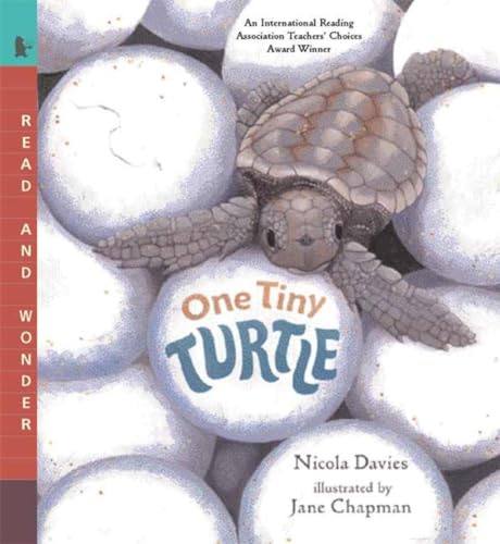 One Tiny Turtle Cover