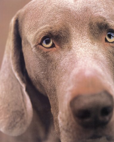 William Wegman Polaroids Cover