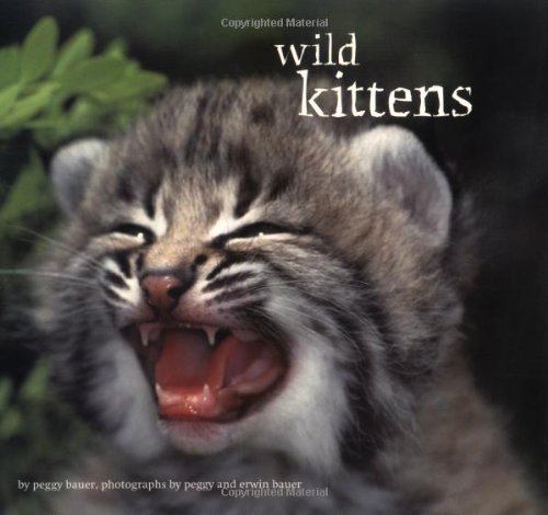 Wild kittens Cover