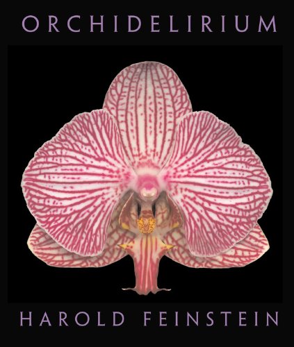 Orchidelirium Cover