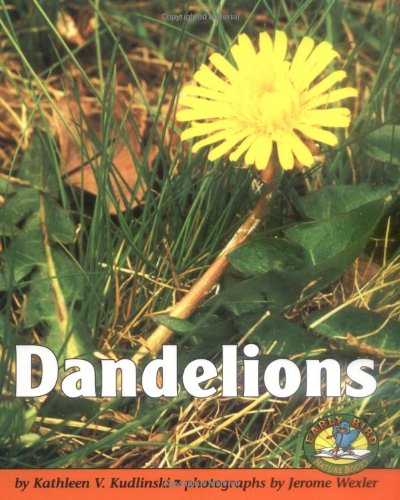 Dandelions Cover