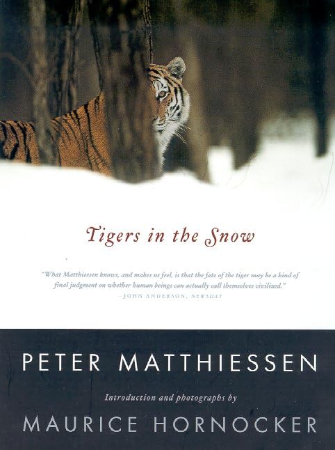 Tigers in the Snow Cover