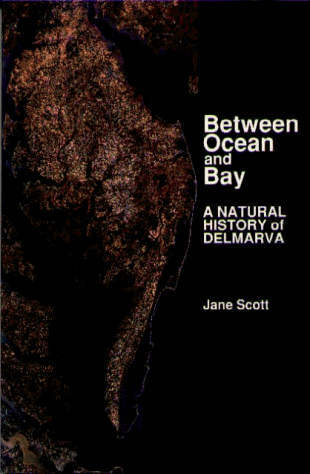 Between ocean and bay Cover
