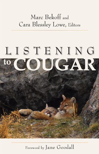 Listening to Cougar Cover
