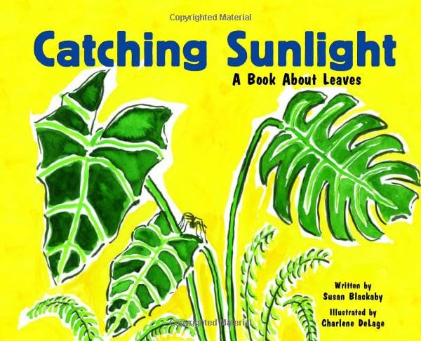 Catching Sunlight Cover