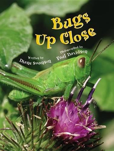 Bugs Up Close Cover