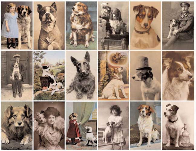 Postcard dogs Cover