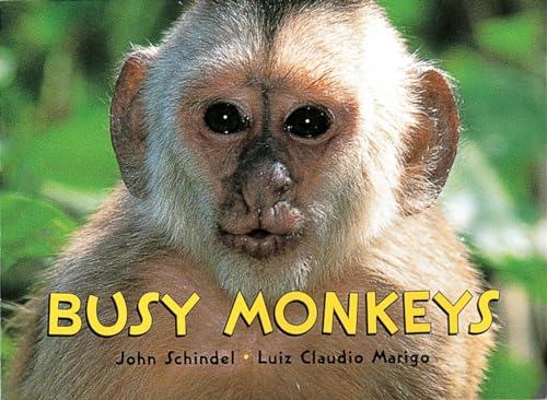 Busy monkeys Cover