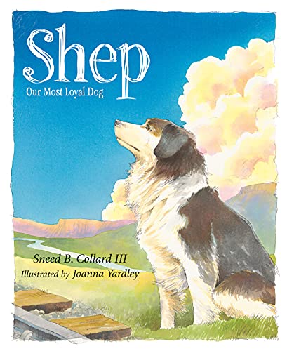Shep Cover