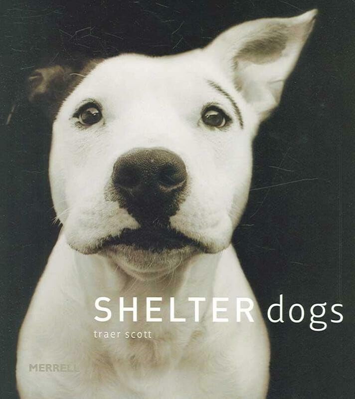 Shelter dogs Cover