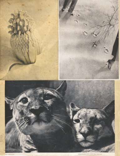 Hannah Hoch Cover